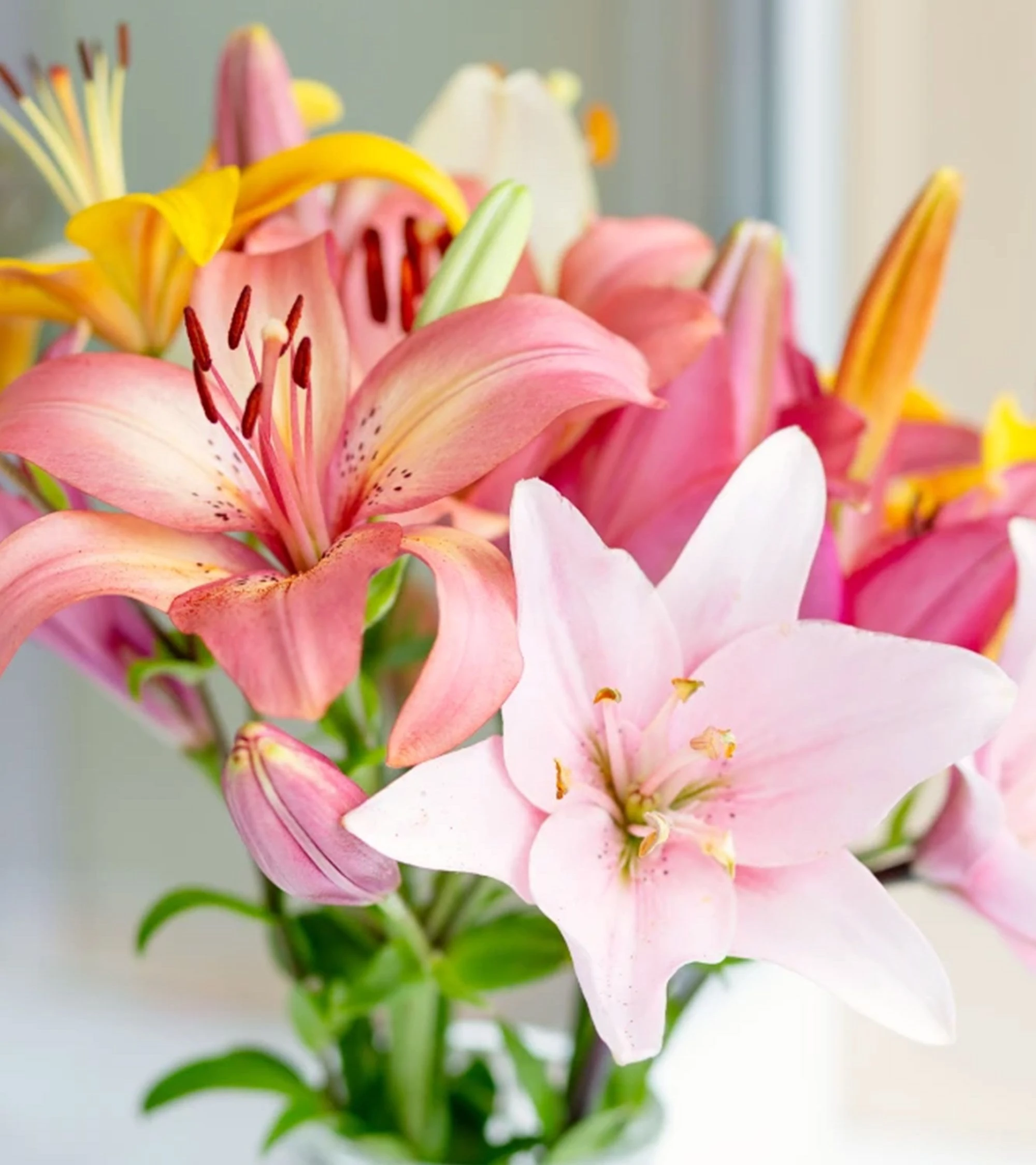 Lily百合