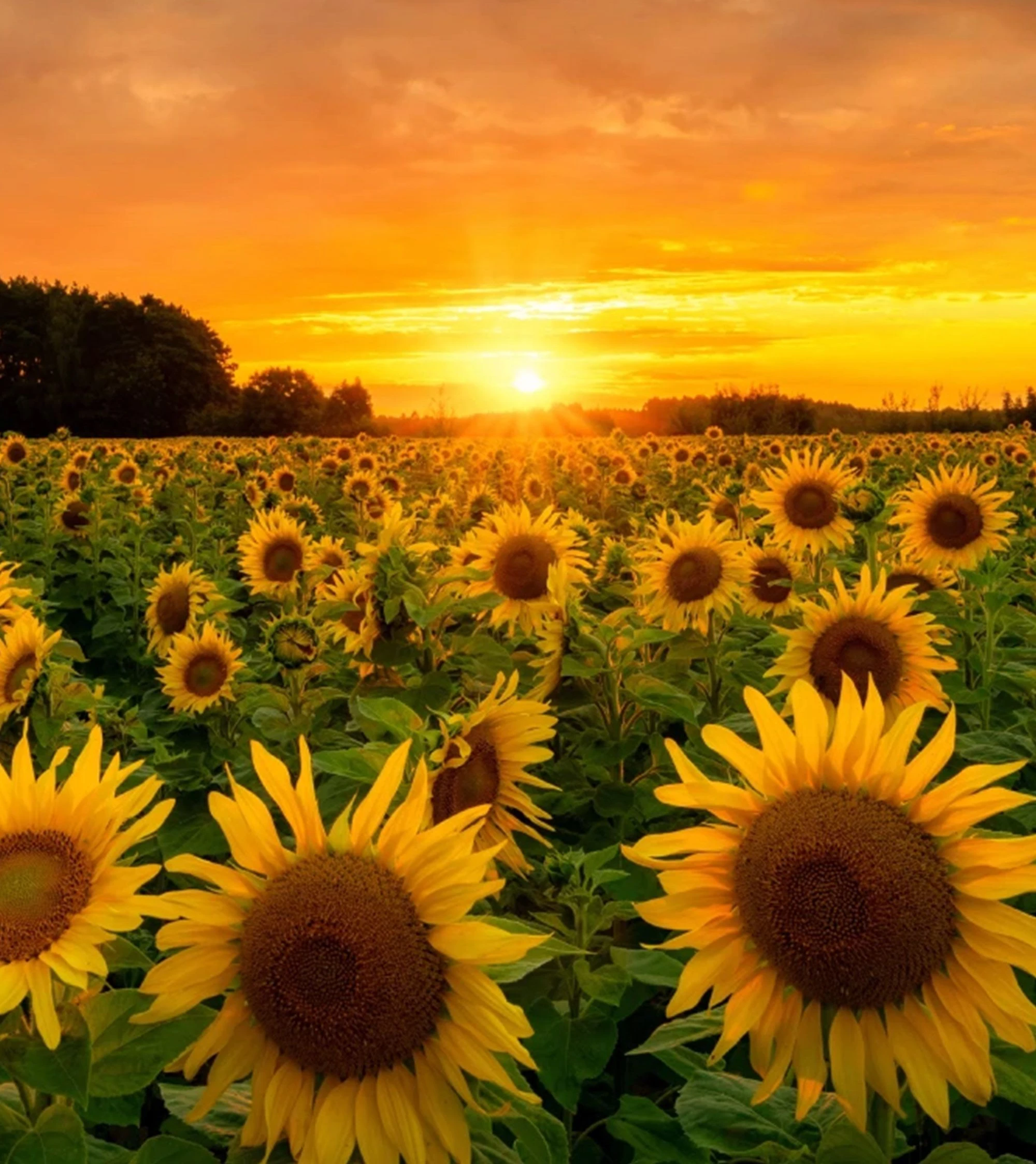 Sunflower 向日葵