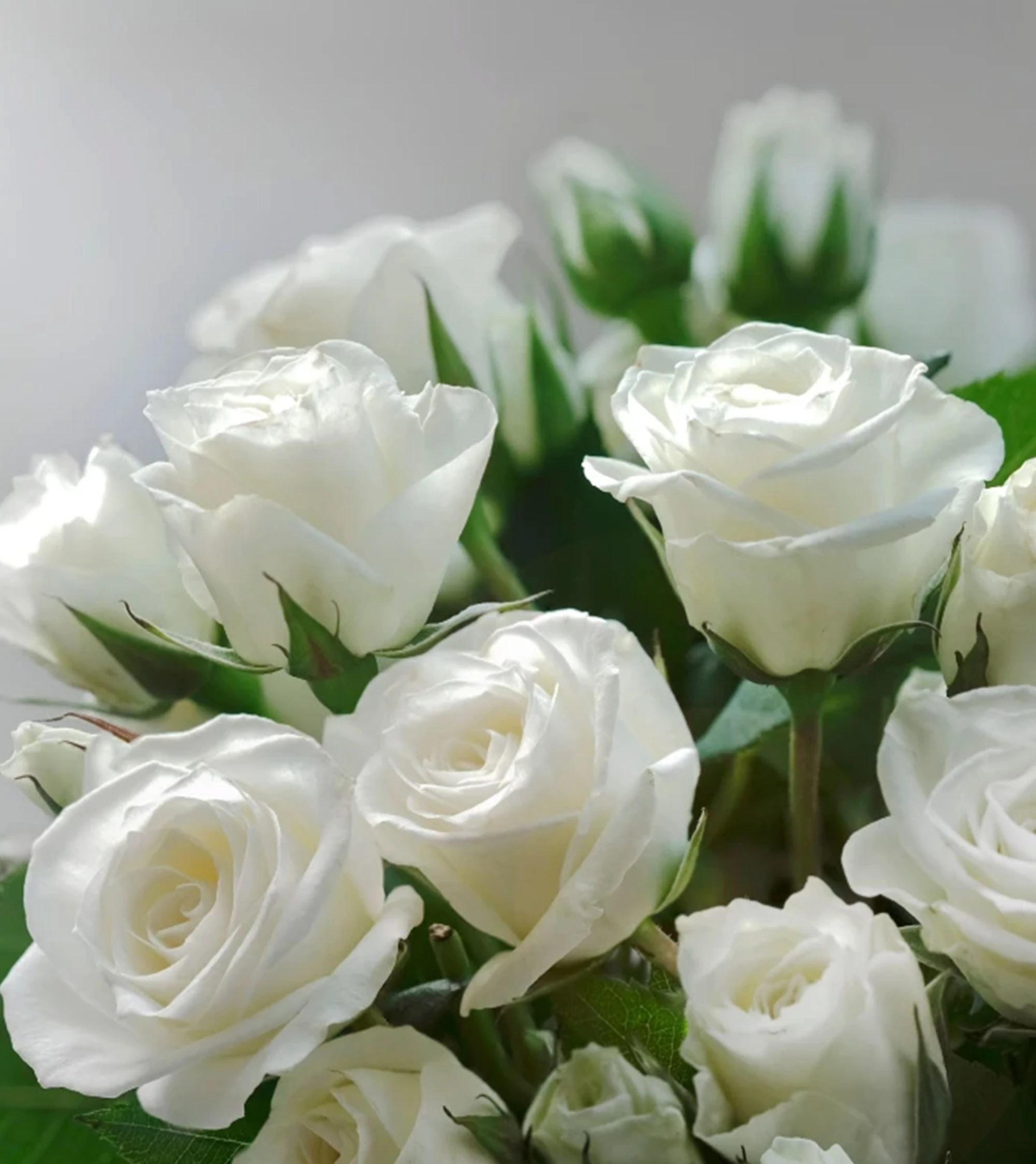 White Rose 白玫瑰